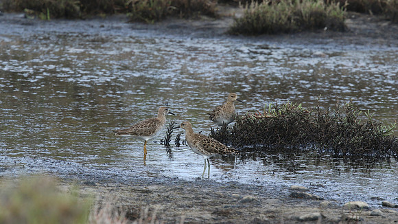 Ruff, Akrotiri Gravel Pits, May 2016
