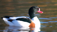 Shelduck, Slimbridge, January 2015