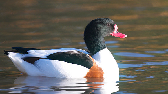 Shelduck, Slimbridge, January 2015