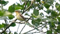 Melodious Warbler, Marsh Lane Nature Reserve, June 2015