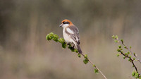Woodchat Shrike