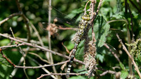 Southern Hawker, Ham Wall 2013