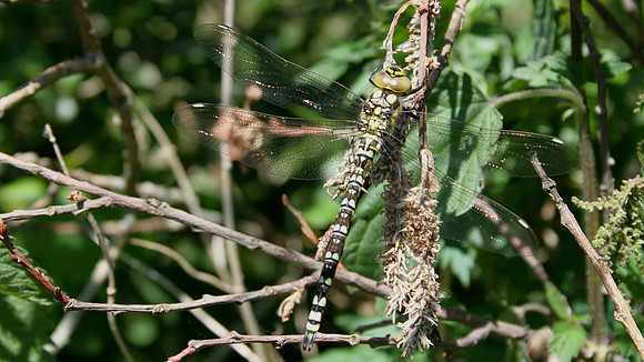 Southern Hawker, Ham Wall 2013
