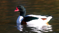 Shelduck, Slimbridge, January 2015