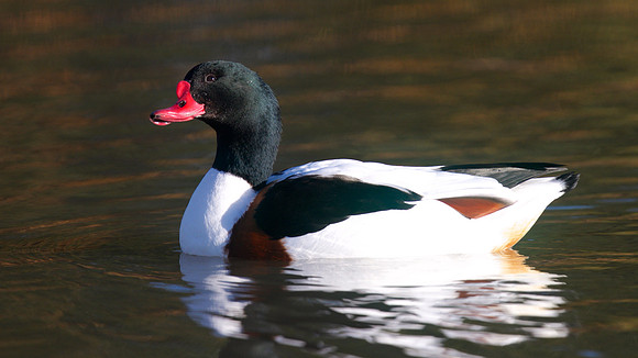 Shelduck, Slimbridge, January 2015