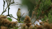 Melodious Warbler, Marsh Lane Nature Reserve, June 2015