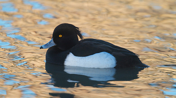 Tufted Duck, Slimbridge, January 2015