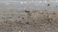Temmincks Stint, Upton Warren, September 2014