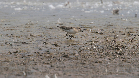 Temmincks Stint, Upton Warren, September 2014