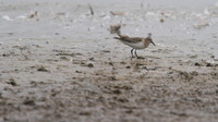 Temmincks Stint, Upton Warren, September 2014