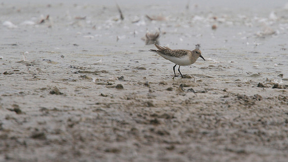 Temmincks Stint, Upton Warren, September 2014