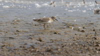 Temmincks Stint, Upton Warren, September 2014