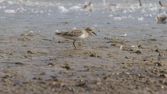 Temmincks Stint, Upton Warren, September 2014