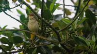 Melodious Warbler, Marsh Lane Nature Reserve, June 2015