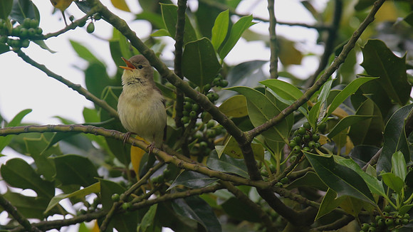 Melodious Warbler, Marsh Lane Nature Reserve, June 2015