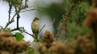 Melodious Warbler, Marsh Lane Nature Reserve, June 2015