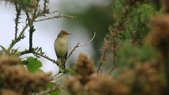 Melodious Warbler, Marsh Lane Nature Reserve, June 2015