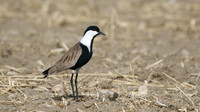 Spur-winged Plover, Larnaca Sewage Works, April 2016