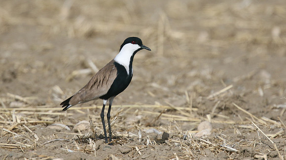 Spur-winged Plover, Larnaca Sewage Works, April 2016