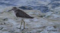 Wood Sandpiper, Oroklini Lake 2014