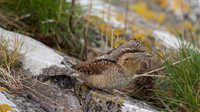 Wryneck, Berkley 2013