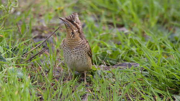 Wryneck, Berkley 2013