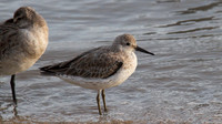 Sharp-tailed Sandpiper, Cairns 2013