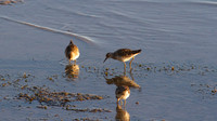 Sharp-tailed Sandpiper, Cairns 2013