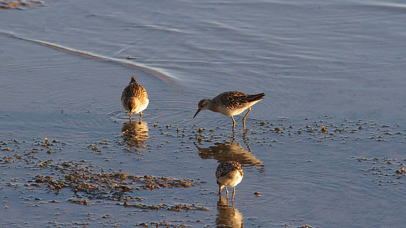 Sharp-tailed Sandpiper, Cairns 2013