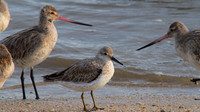 Sharp-tailed Sandpiper, Cairns 2013