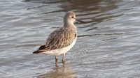 Sharp-tailed Sandpiper, Cairns 2013