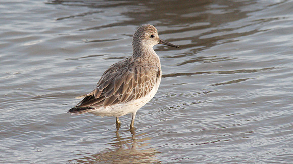 Sharp-tailed Sandpiper, Cairns 2013