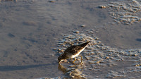 Sharp-tailed Sandpiper, Cairns 2013