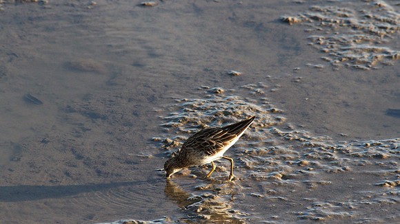 Sharp-tailed Sandpiper, Cairns 2013