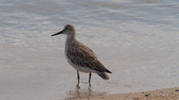 Sharp-tailed Sandpiper, Cairns 2013