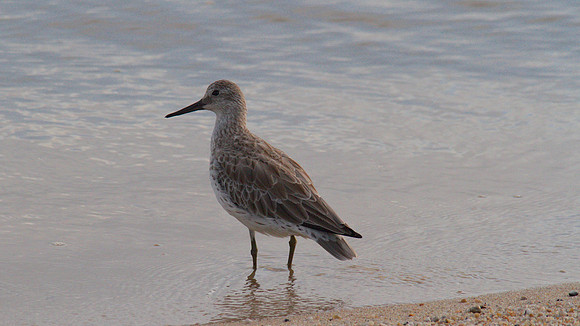 Sharp-tailed Sandpiper, Cairns 2013