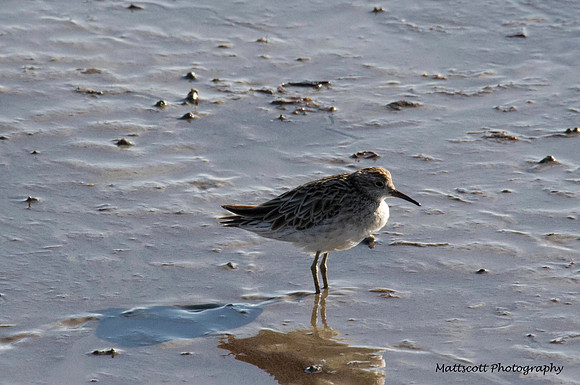 Sharp-tailed Sandpiper, Cairns 2013
