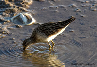 Sharp-tailed Sandpiper, Cairns 2013