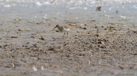 Temmincks Stint, Upton Warren, September 2014