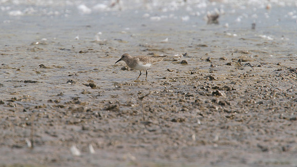 Temmincks Stint, Upton Warren, September 2014