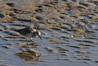 Sharp-tailed Sandpiper, Cairns 2013