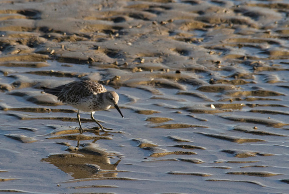 Sharp-tailed Sandpiper, Cairns 2013