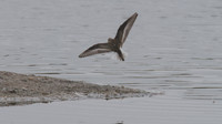 Temmincks Stint, Upton Warren, September 2014