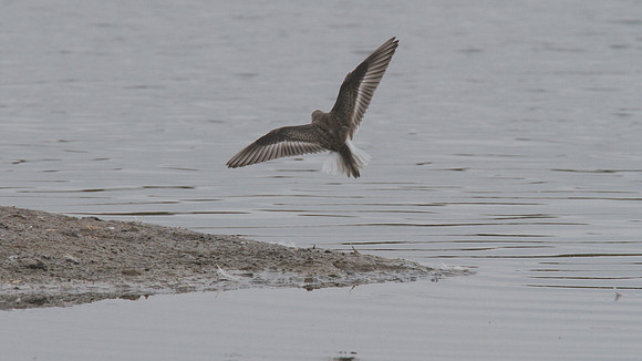 Temmincks Stint, Upton Warren, September 2014