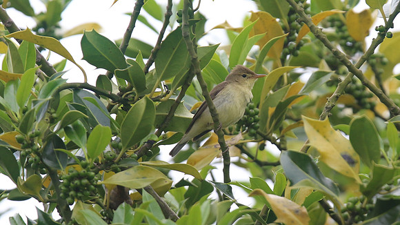 Melodious Warbler, Marsh Lane Nature Reserve, June 2015