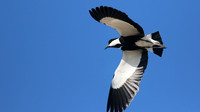 Spur-winged Plover