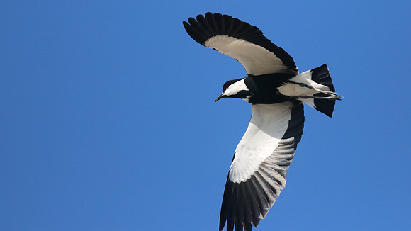 Spur-winged Plover, Larnaca Sewage Works, April 2016