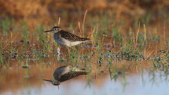 Wood Sandpiper, Logoa dos Salgados, Portugal, September 2015