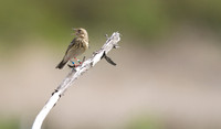Tree Pipit, Crabtree Hill, June 2014