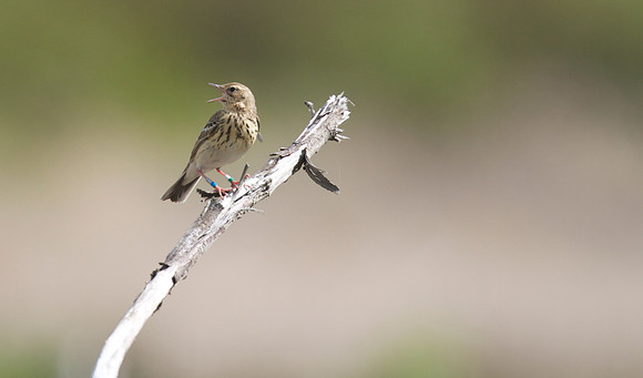 Tree Pipit, Crabtree Hill, June 2014
